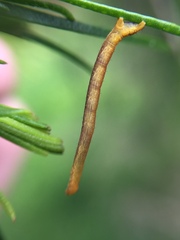 Cyclophora obstataria