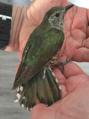 Chrysococcyx lucidus lucidus