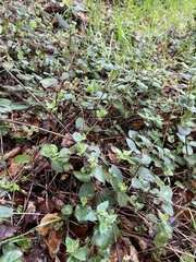 Lonicera hispidula