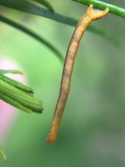 Cyclophora obstataria