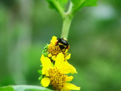 Bombus medius