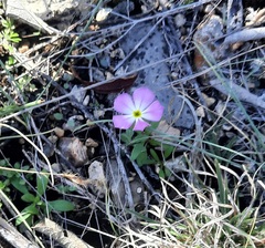 Phlox roemeriana