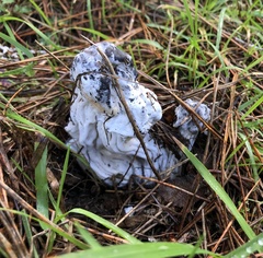 Hypomyces cervinigenus