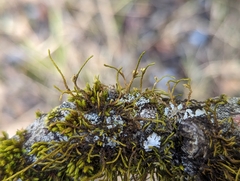 Cryphaea glomerata