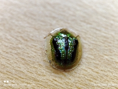 Cassida circumdata