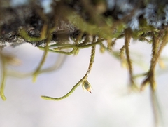 Cryphaea glomerata