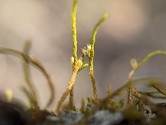 Cryphaea glomerata