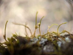 Cryphaea glomerata