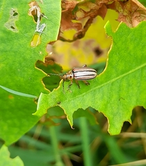 Disonycha bicarinata