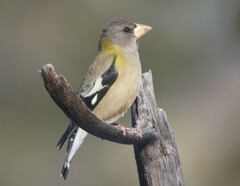 Coccothraustes vespertinus brooksi