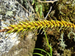 Carex salticola