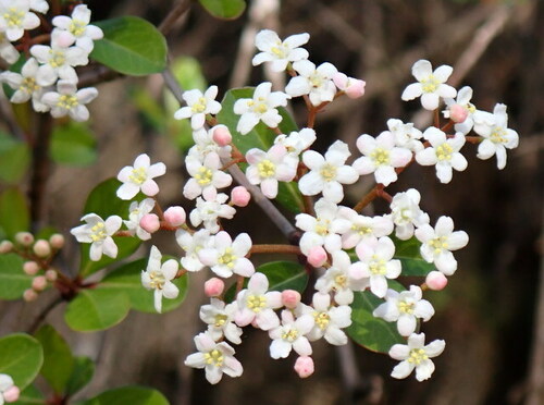 Viburnum obovatum