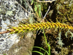 Carex salticola