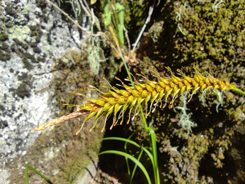 Image of Carex salticola by (c) Santiago Martín-Bravo, some rights reserved (CC BY)