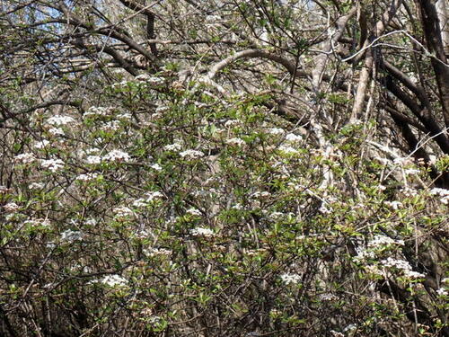 Viburnum obovatum