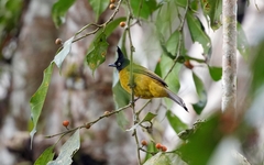 Rubigula flaviventris