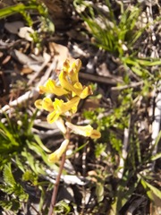 Corydalis micrantha