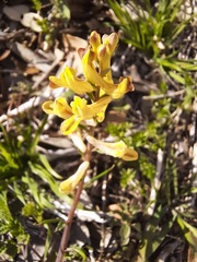 Corydalis micrantha