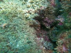 Telmatactis panamensis