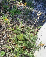 Corydalis micrantha