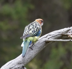 Platycercus eximius eximius