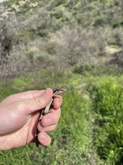 Plestiodon skiltonianus skiltonianus