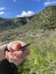 Plestiodon skiltonianus skiltonianus