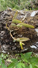 Epidendrum