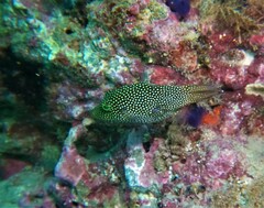 Canthigaster punctatissima