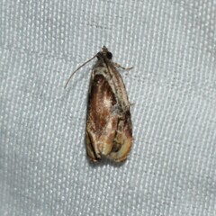 Zomaria interruptolineana