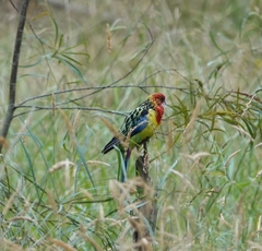 Platycercus eximius eximius