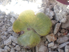 Corybas macranthus