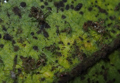 Stephanitis subfasciata