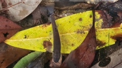 Oreonectes platycephalus