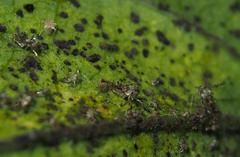 Stephanitis subfasciata