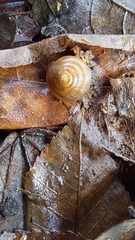 Gastrodontidae