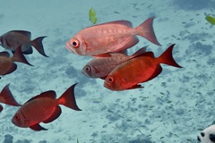 Priacanthus hamrur