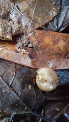 Gastrodontidae
