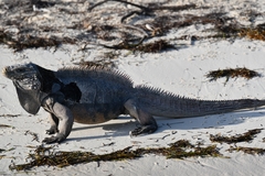 Cyclura nubila