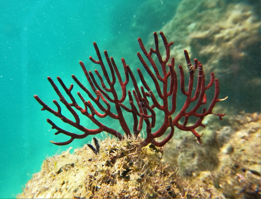 Leptogorgia rigida
