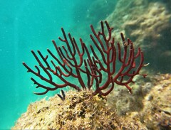 Leptogorgia rigida