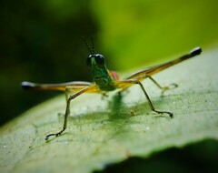 Paramastax duquei