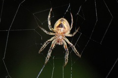 Eriophora edax