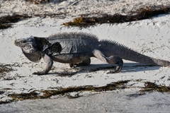 Cyclura nubila