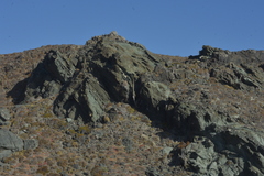 Trichocereus skottsbergii