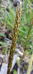 Carex delacosta