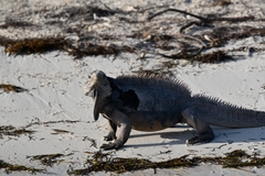 Cyclura nubila