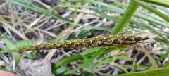 Carex delacosta