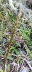 Carex delacosta