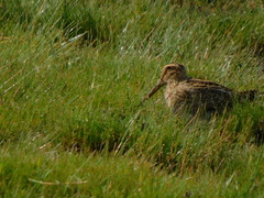 Gallinago magellanica